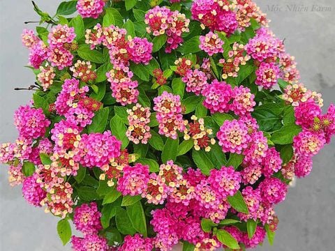 Hoa ngũ sắc