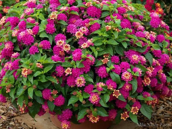  Hoa ngũ sắc hồng rủ H1 
