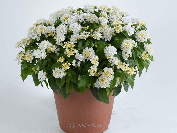  Hoa ngũ sắc trắng rủ N1 