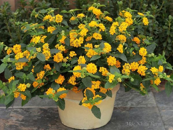  Hoa ngũ sắc vàng rủ A2 