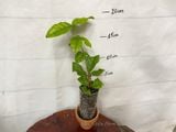  Hoa nhài cổ kép (lài cổ) G1 
