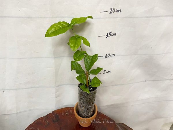  Hoa nhài cổ kép (lài cổ) G1 