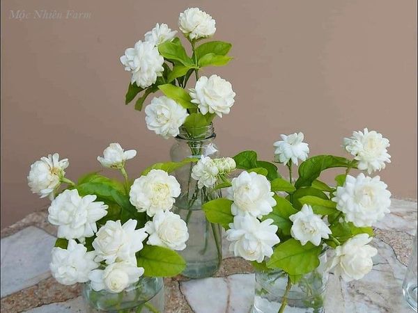  Hoa nhài cổ kép (lài cổ) G1 