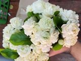  Hoa nhài cổ kép (lài cổ) G1 