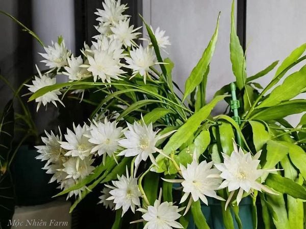 Hoa quỳnh - dạ quỳnh lâu tàn C1 