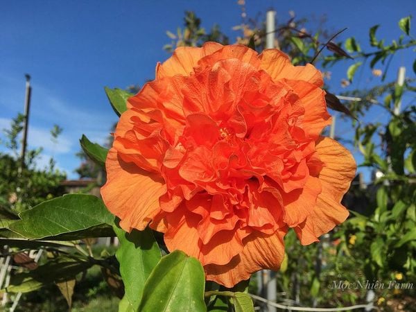  Hoa râm bụt cam kép U1 