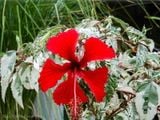  Hoa râm bụt đỏ đơn, cẩm thạch F1 