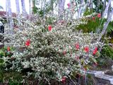  Hoa râm bụt đỏ đơn, cẩm thạch F1 