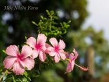  Hoa râm bụt hồng đơn H1 
