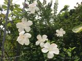  Hoa râm bụt trắng đơn M1 