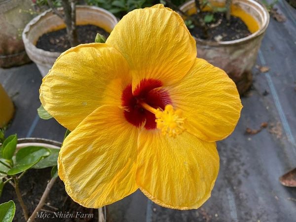  Hoa râm bụt vàng đơn N1 