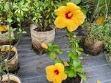  Hoa râm bụt vàng đơn N1 