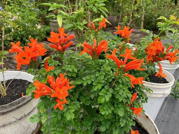  Hoa rạng đông cam đứng A1 