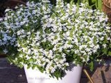  Hoa rẻ quạt trắng C1 