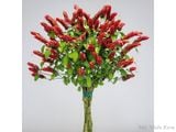  Hoa rồng đỏ B1 