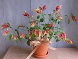  Hoa rồng đỏ B1 