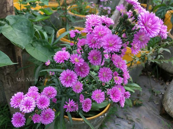  Hoa thạch thảo hồng kép A1 