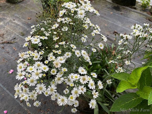  Hoa thạch thảo trắng đơn E1 