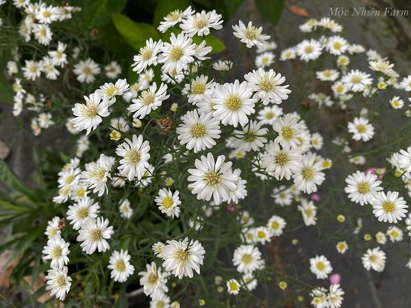  Hoa thạch thảo trắng đơn E1 