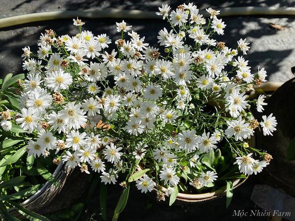  Hoa thạch thảo trắng đơn E1 