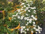  Hoa thạch thảo trắng đơn E1 