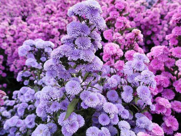  Hoa thạch thảo tím kép B1 