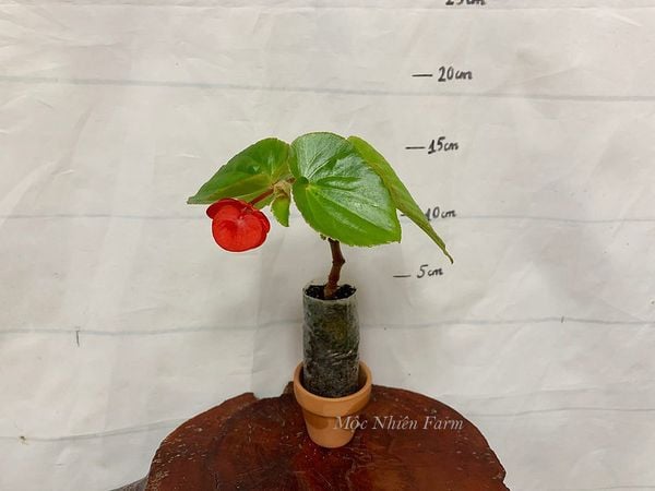  Hoa thu hải đường đỏ lùn, đơn B1 