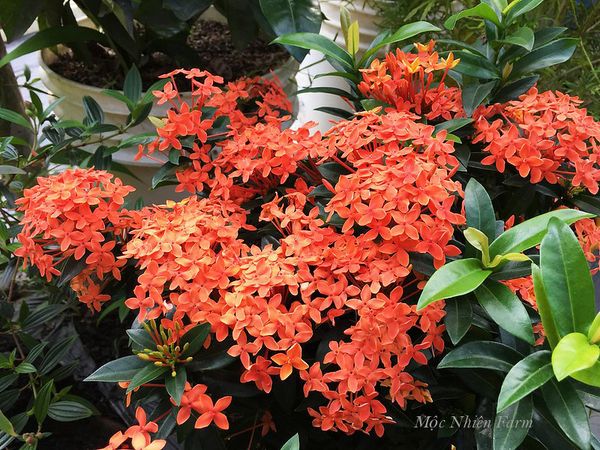  Hoa trang cam lùn C1 