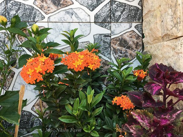  Hoa trang cam lùn C1 