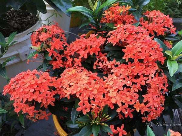  Hoa trang cam lùn C1 