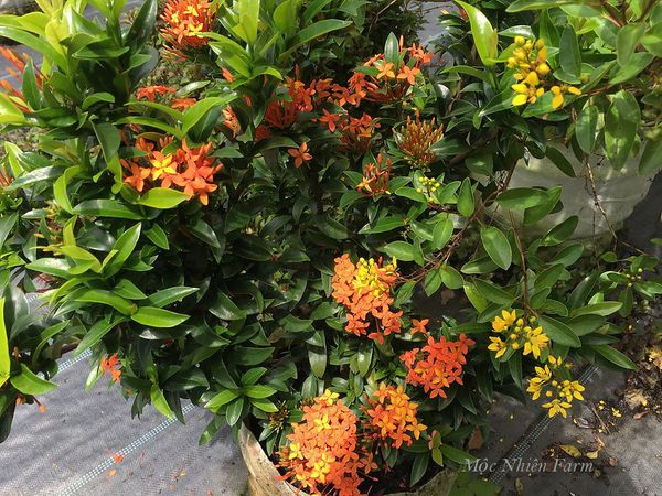  Hoa trang cam lùn C1 