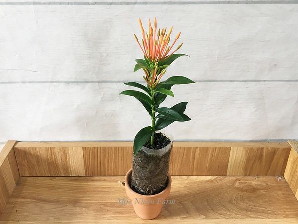  Hoa trang cam lùn C1 