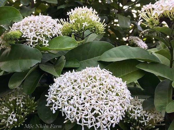  Hoa trang trắng cao G1 