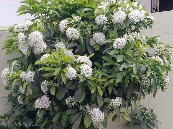  Hoa trang trắng cao G1 