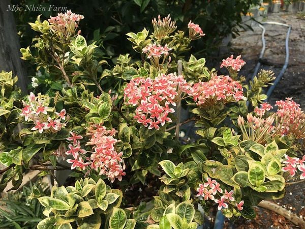  Hoa trang hồng lùn cẩm thạch K1 