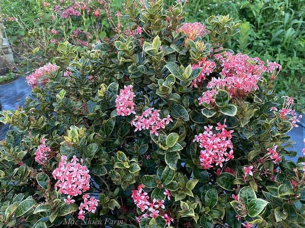  Hoa trang hồng lùn cẩm thạch K1 