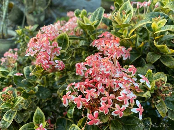  Hoa trang hồng lùn cẩm thạch K1 