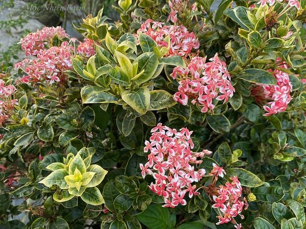  Hoa trang hồng lùn cẩm thạch K1 