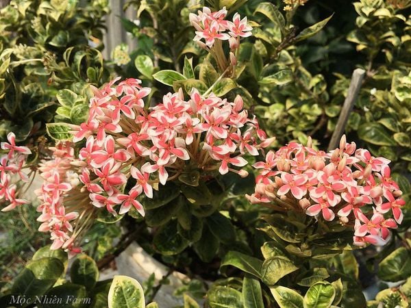  Hoa trang hồng lùn cẩm thạch K1 