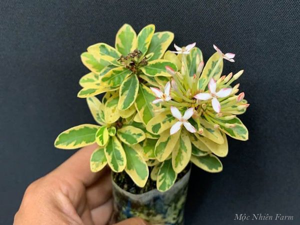  Hoa trang trắng lùn cẩm thạch L1 
