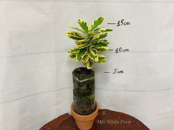  Hoa trang trắng lùn cẩm thạch L1 
