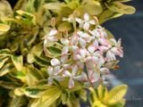  Hoa trang trắng lùn cẩm thạch L1 