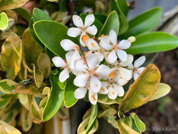  Hoa trang trắng lùn cẩm thạch L1 