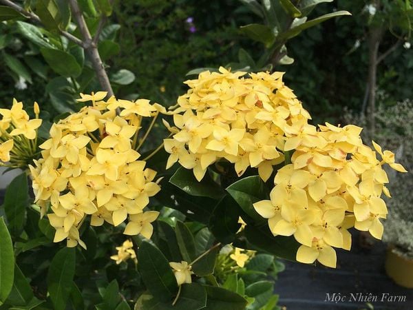  Hoa trang vàng cao, hoa lớn F1 