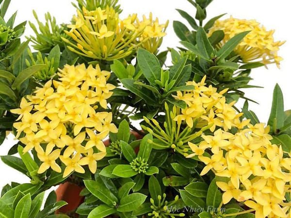  Hoa trang vàng cao, hoa lớn F1 
