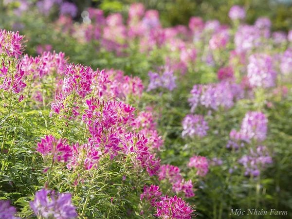  Hoa túy điệp hồng A1 