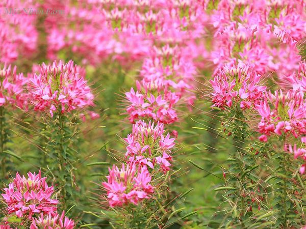  Hoa túy điệp hồng A1 