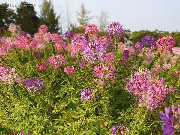  Hoa túy điệp hồng A1 