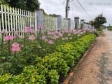  Hoa túy điệp tím B1 