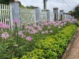  Hoa túy điệp tím B1 